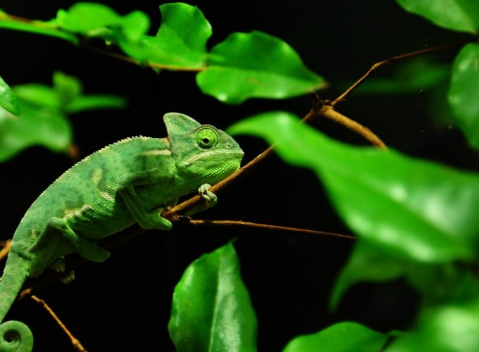 Wallpaper Chameleon, Madagaskar, rain forest, green, leaves, eyes, black background, Animals 58559740